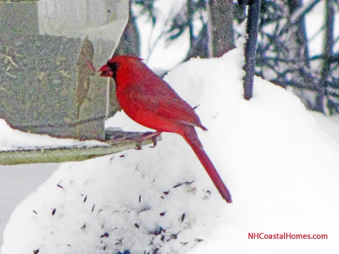 Cardinal admiring himself.