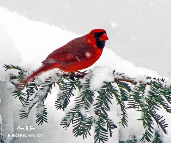 Cardinal in the snow