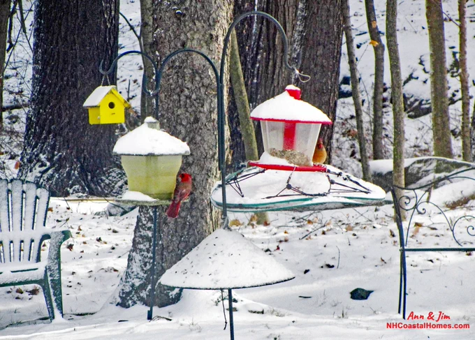 Cardinal pair having lunch.