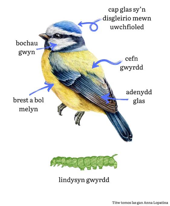Illustrations of a blue tit and one of its favourite foods, a green caterpillar, annotated in Welsh. 