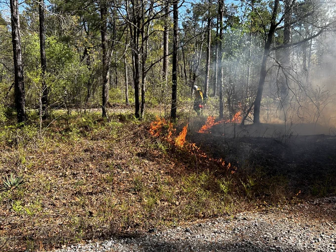 Low intensity hand ignition prescribed burn image