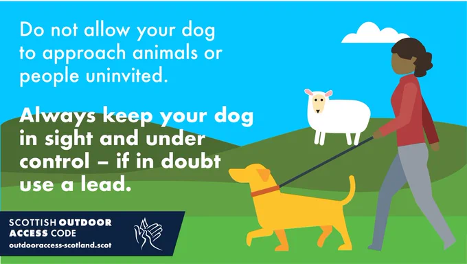 Illustration of a person walking a dog on a lead with a sheep nearby. Text on image: Do not allow your dog to approach animals or people uninvited. Always keep your dog in sight and under control - if in doubt use a lead.