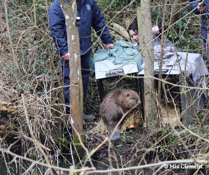 📸 Mia Clement
Image of a Eurasian beaver being released in Shrewsbury!