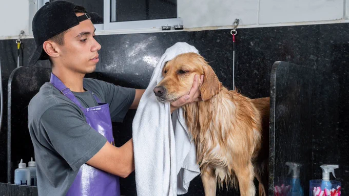 A photo of an employee at a pet grooming salon drying a dog after a bath. 