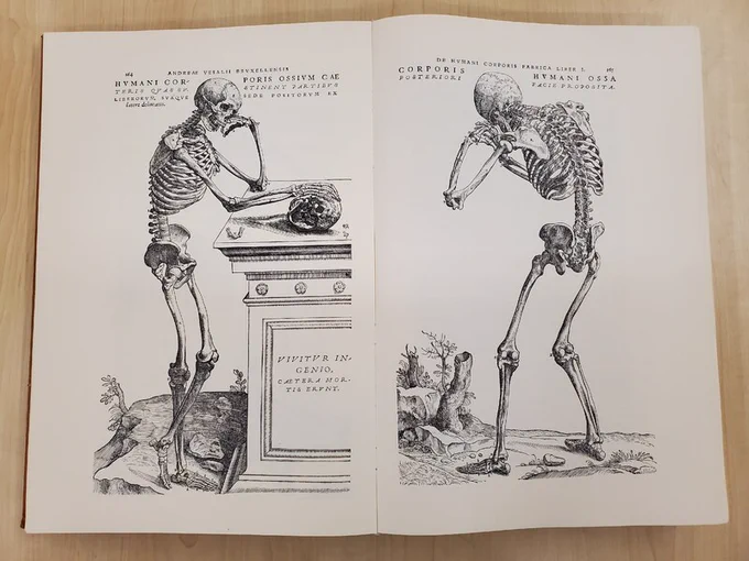 An open book featuring two illustrations of human skeletons, both depicted in standing poses.