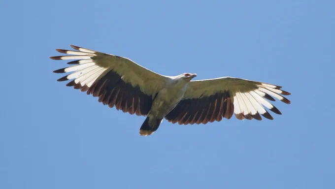 Palm Nut Vulture