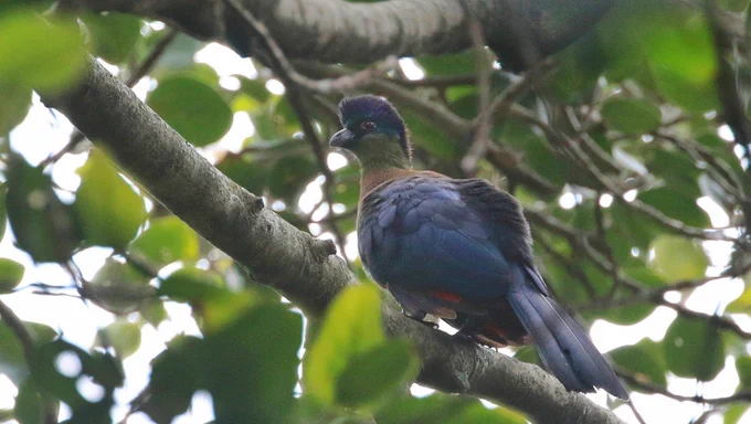 Purple-crested Turaco