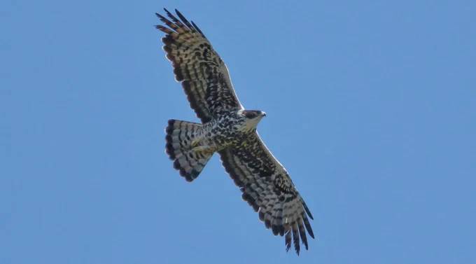 Ayre's Hawk-eagle