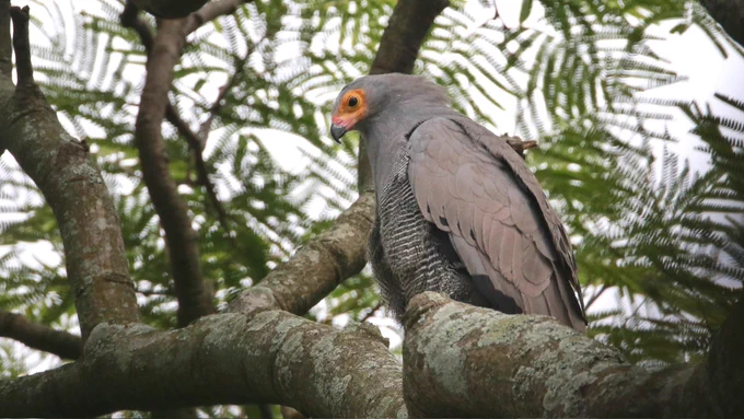 African Harrier-hawk