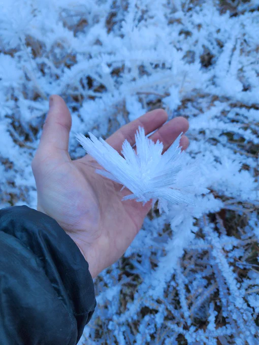 A hand takes up most of the image, it is holding a large ice crystal that has several shards pointing in all directions. The hand has a black puffed jacket sleeve. Behind the hand is grass that is also covered in similar ice crystals.