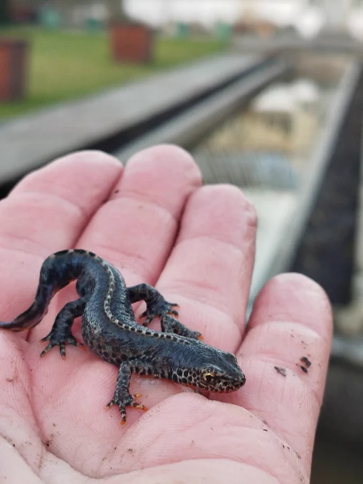 Male Ichthyosaura alpestris
