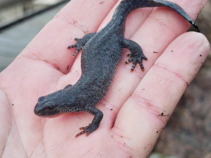 Alpine newt female