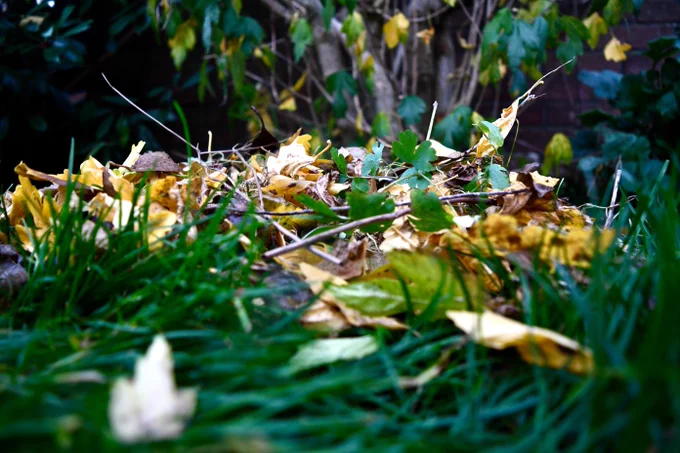 Close up of a pile of leaves and twigs on a lawn