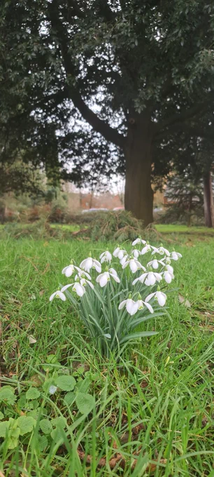 Snowdrops near our Centre.