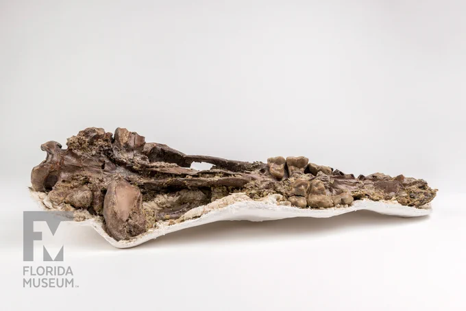 a squashed looking fossil skull with an elongated snout and several large teeth intact is partially cupped in white plaster and shown on a white background