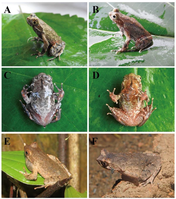 Xiao, B.; Xi, J.; Shi, S.; Li, H.; Zhu, L.; Maimaiti, A.; Xu, Y.; Liao, S.; Wang, B.; Mo, X. A New Species of the Genus 𝐵𝑜𝑢𝑙𝑒𝑛𝑜𝑝ℎ𝑟𝑦𝑠 (Anura, Megophryidae) from Southern Hunan Province, Central China. Animals 2025, 15, 440. https://doi.org/10.3390/ani15030440