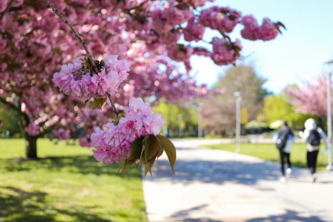Two students walking on a path on campus, out of focus. Cherry blossoms blooming in focus