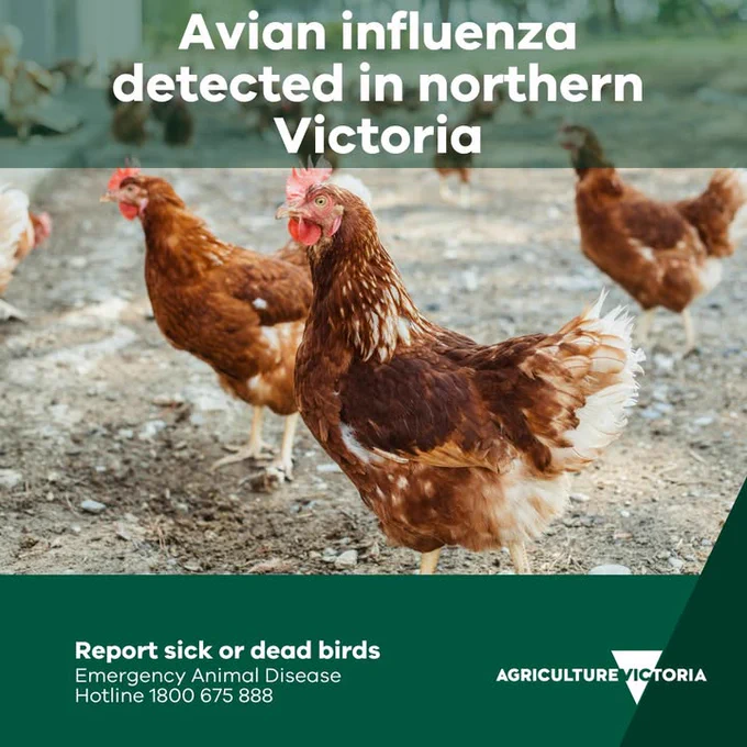 Image showing several chickens on a farm. Text overlay states 'Avian influenza detected in northern Victoria' with a message to report sick or dead birds to the emergency animal disease hotline, provided by Agriculture Victoria.