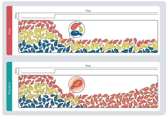 Two horizontally oriented graphs, one on top of the other, depict a population’s stress response over time to rare (top) and prevalent (bottom) stresses based on different mechanisms. Red, yellow, and dark blue balloon-like shapes with different variations of yellow and blue spirals inside of them fill the leftmost section of both graphs, and a line graph above them shows that the stress response is close to zero there. In the top graph, these shapes reduce in number with time (towards the right) but maintain a similar proportion of the three colors. In the bottom graph, the shapes reduce in number and only contain red colors.