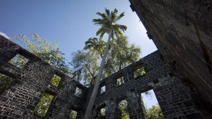 A photograph of a tall palm tree seen through the ruins of an old stone building under a clear blue sky.