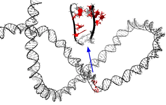 A computer simulation showing the two DNA helix strands separating to form a “bubble”. Image provided by Dr Agnes Noy.