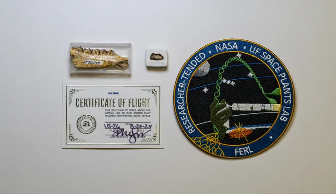 two very tiny jaw fossils are set next to a certificate of flight and a badge for UF Space Plants Lab