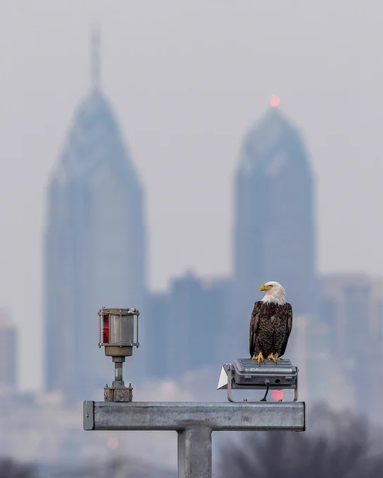 Eagle sitting on light post looking to its right with the Philadelphia skyline in the background