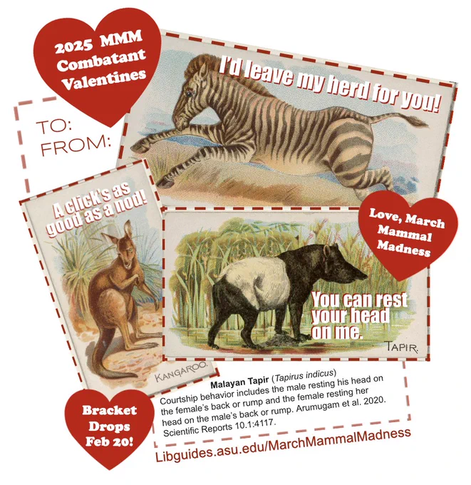 A collage of 2025 Valentines from vintage animal illustrations:
Zebra "I'd leave my herd for you" 
Kangaroo "A click's as good as a nod!"
Malayan Tapir "You can rest your head on me"
Link to https://libguides.asu.edu/MarchMammalMadness