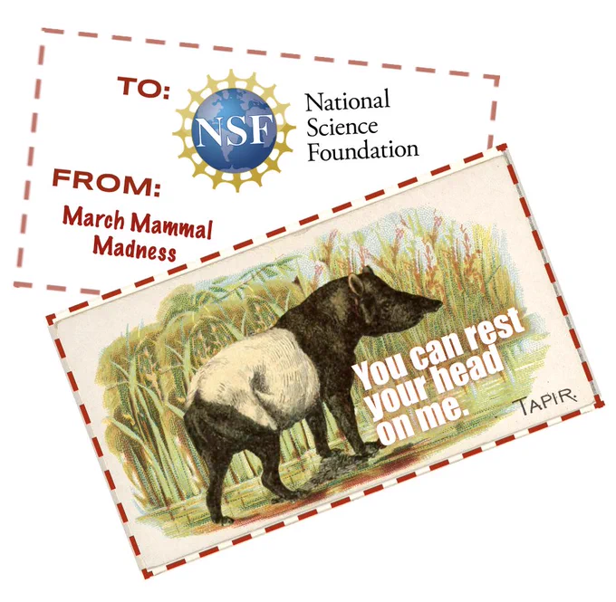 Tapir Valentine for the National Science Foundation "You can rest your head on me"