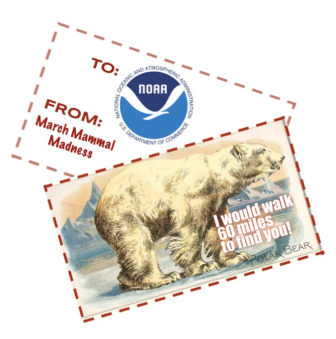 Polar Bear Valentine for the National Oceanic & Atmospheric Administration "I would walk 60 miles to find you!"