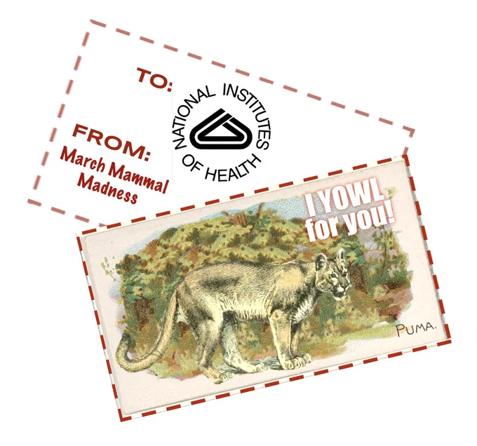 Puma Valentine for the National Institutes of Health "I yowl for you!"