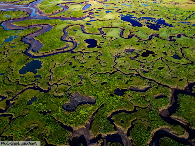 Aerial view of a bright green marsh with water winding throughout.