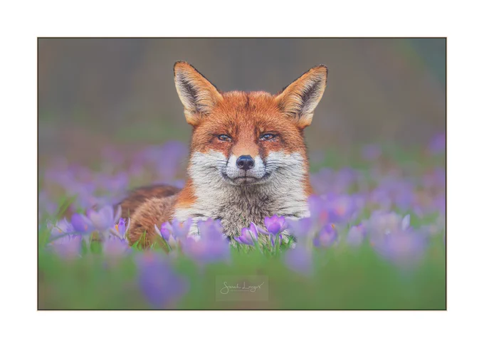 A female red fox with a rich orange coat lying in a grassy area of Kew Gardens, surrounded by a mass of purple crocuses. She is looking directly at me with her ears facing forward and eyes half closed showing how relaxed she is. This is partly because this family group of foxes are habituated, or very used, to the company of people, but also because I am lying on the ground using a telephoto lens so I am appearing to be unthreatening and not entering her personal space.