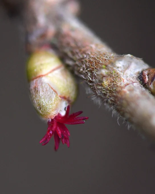 The bright-pink 'tentacles' of a hazel flower emerging from a green bud, with another closed bud on the branch besides it.