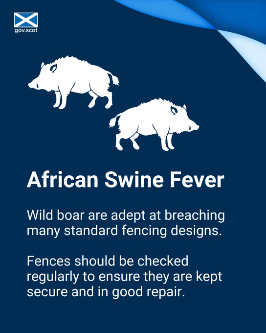 African Swine Fever - wild boar are adept at breaching many standard fencing designs. Fences should be checked regularly to ensure they are kept secure and in good repair.