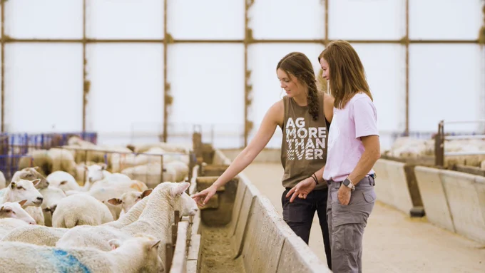 Two people interacting with sheep.