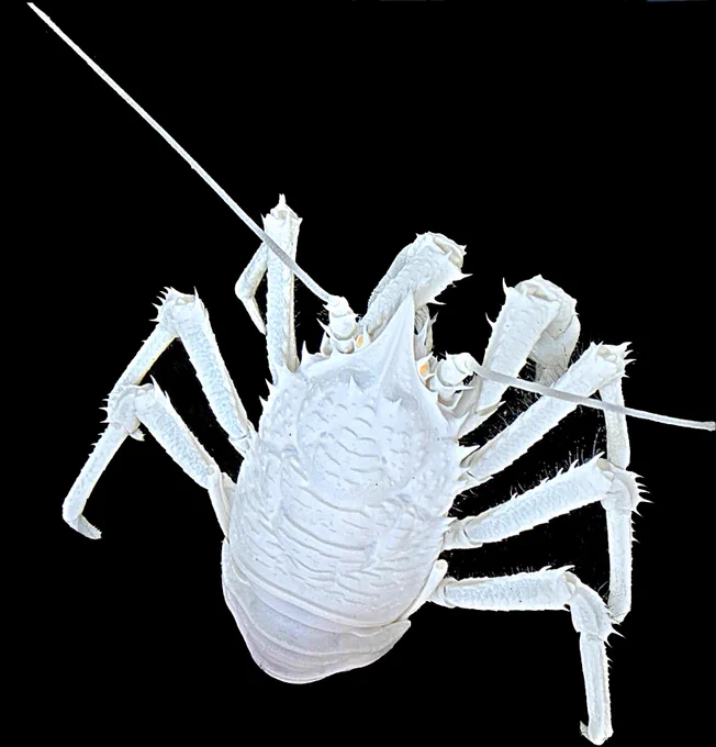 A detailed close-up of a white squat lobster against a black background.