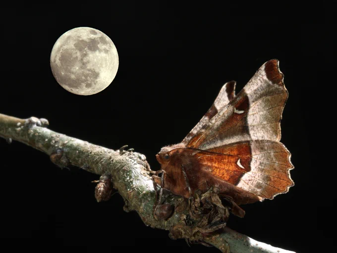 A Purple Thorn moth perched on a branch at night, with wings held above its body and a full moon in the background.