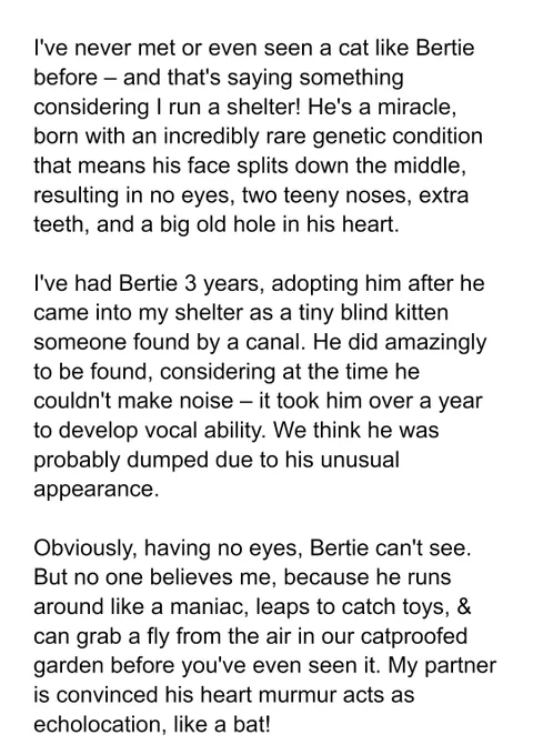 Screenshot of my entry into the National Cat Awards for my perfect Bertles, the most miraculous of mogs, and two photos of the man himself