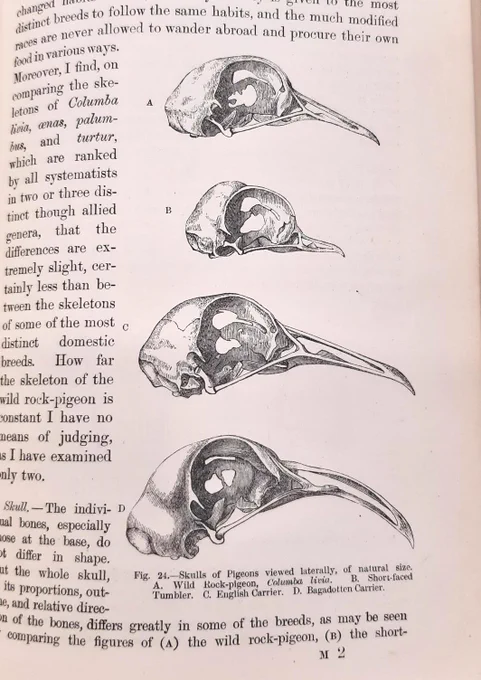 Black & white diagrams of 4 pigeon skulls from Animals & Plants under Domestication (1868)