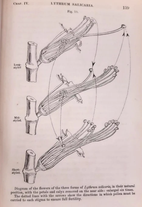 Black and white diagram of Lythrum Salicaria flowers with petals removed.