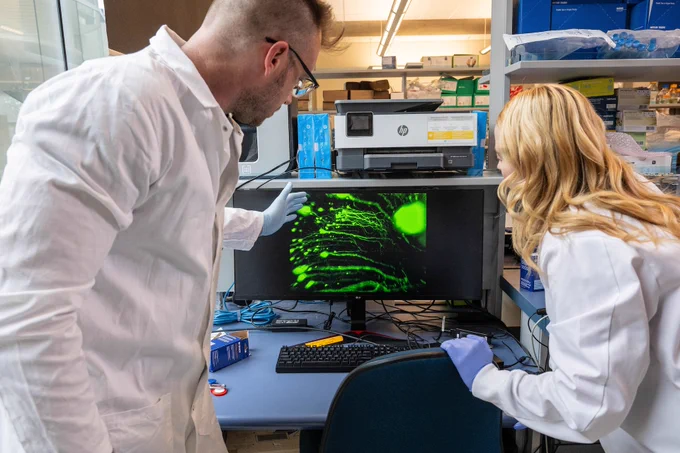 UBC associate professor of cellular and physiological sciences Dr. Mark Cembrowski (left) and PhD student Adrienne Kinman observe ovoid cells active in the hippocampus of a mouse.