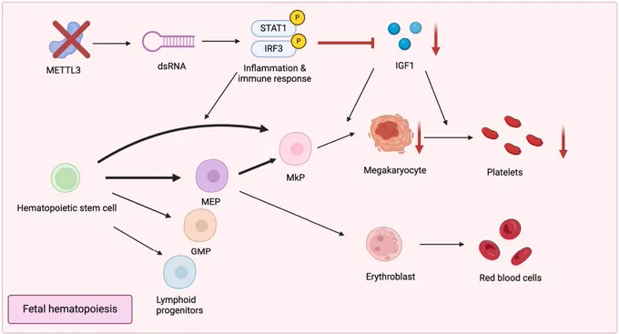 Figure 6 (E) Schematic of Mettl3-deficient cells experiencing acute megakaryopoiesis; the maturation was disrupted due to lack of IGF1 during fetal hematopoiesis.