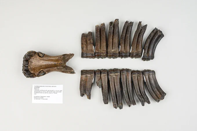 an artfully arranged set of fossil teeth on a white background with a section of the front of a horse-like jaw ahead of two rows of very long molar teeth laid out like two wings