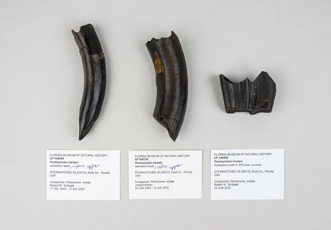 three different dark fossil teeth on a white surface, two of which are long and curved and one is shorter like a molar