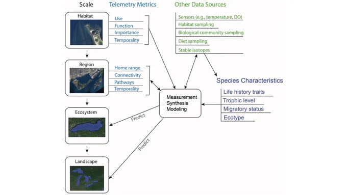 Fig. 2. Conceptual diagram outlining how data from telemetry studies and other data sources may inform fish habitat science and management across multiple spatial and ecological scales. Information at the habitat and regional scales, at which telemetry studies are typically conducted, may generate useful metrics that can be synthesized and modeled to make predictions at broader ecological scales by generating models of fish habitat based on comprehensive and causal predictors, which are often measured using complimentary habitat sampling methods. Integrating species characteristics into these models may also enable predictions of habitat suitability across diverse species and ecosystem types. [Colour online.]