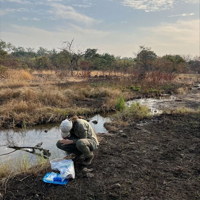 Photo is of Katie collecting data in the savanna for the Fongoli Savanna Chimpanzee Project.