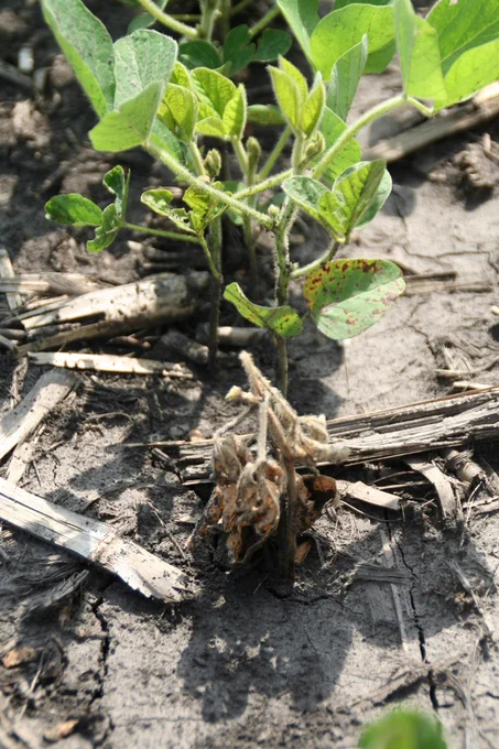 Wilted soybean seedling next to healthy soybean plant surrounded by soil and corn residue. 