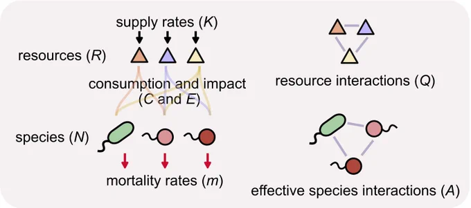 A schematic of ecological variables and interactions as geometric objects in four vector spaces. In the upper half, resources (R) are depicted by three triangles colored orange, purple, and yellow, where supply rates (K) are going into them, and colored lines that stem from each triangle and connect to each other represent consumption and impact (C and E). To the right, the three triangles are connected by purple lines in a triangle shape, which represents resource interactions. On the lower half, species (N) are represented by a green pill shape, a pink circle, and a red circle, all of which have little flagellar tails. Red arrows point out of them, representing mortality rates (m). To the right, the three species are connected by purple lines in a triangle shape, which represents effective species interactions (A).