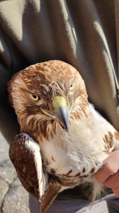 The hawk being held in Bobby Horvath's arms after being rescued